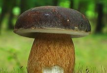 Boletus aereus
