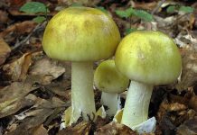 Amanita phalloides