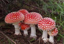 Amanita muscaria