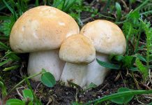 Calocybe gambosa Calocybe gambosa