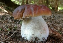 Boletus edulis Boletus edulis
