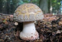 Amanita rubescens Amanita rubescens