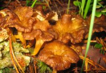 Craterellus lutescens Cantharellus lutescens