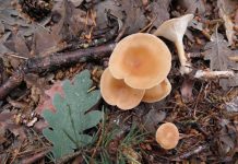 Clitocybe gibba Clitocybe gibba