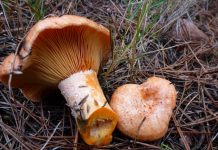 Lactarius deliciosus Lactarius deliciosus