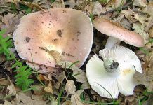 Russula vesca Russula vesca