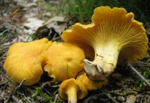Cantharellus cibarius Cantharellus cibarius