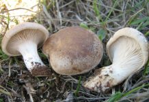 Pleorotus eryngii Pleurotus eryngii
