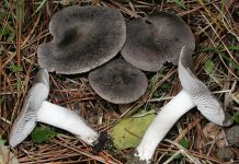 Tricholoma terreum Tricholoma terreum