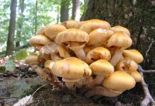 Armillaria mellea Armillaria mellea