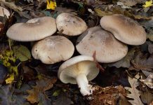 Clitocybe nebularis