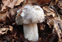 Hygrophorus marzuolus Hygrophorus marzuolus