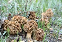 Morchella vulgaris Morchella vulgaris
