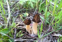 Mitrophora semilibera Mitrophora semilibera