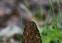 Morchella conica Morchella conica