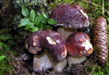 Boletus pinicola Boletus pinicola