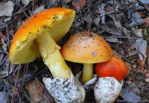 Amanita caesarea