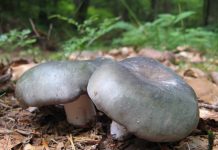 Russula cyanoxantha