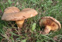 Paxillus involutus