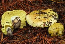 Tricholoma equestre