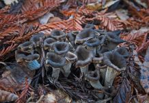 Craterellus cornucopioides