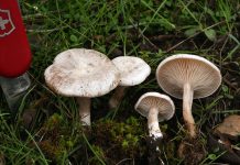 Clitocybe dealbata