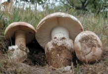 Amanita ponderosa