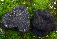 Tuber melanosporum