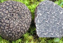Tuber indicum