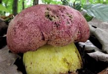 Boletus regius