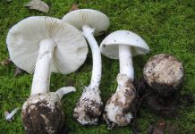Amanita verna