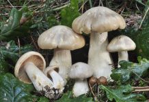 Entoloma sinuatum