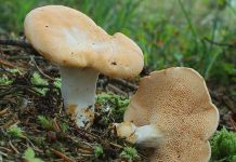 Hydnum repandum