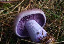 Lepista nuda