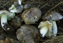 Tricholoma portentosum