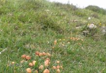 Marasmius oreades