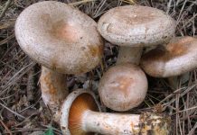 Lactarius quieticolor