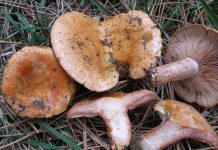 Lactarius sanguifluus