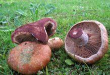 Lactarius vinosus