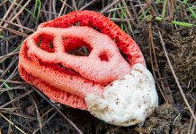 Clathrus ruber