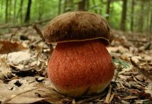 Boletus erythropus