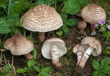 Lepiota brunneoincarnata