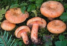 Lactarius salmonicolor