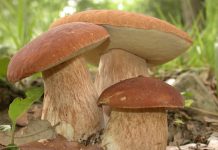 Boletus aestivalis