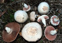 Agaricus campestris