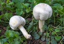 Agaricus xanthodermus