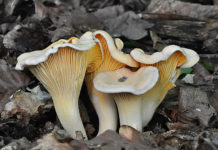 Cantharellus pallens
