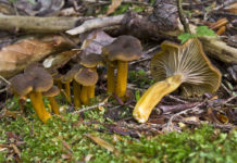 Craterellus tubaeformis