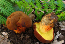 Boletus fragans