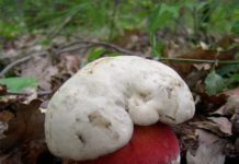 Boletus satanas
